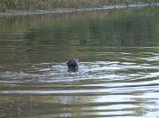 River Otter