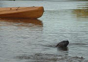 River Otter