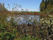 Beaver dam and pond