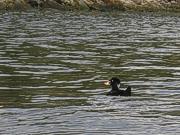 Surf Scoter