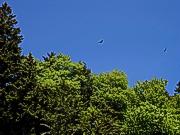 Juvenile Bald-Eagles